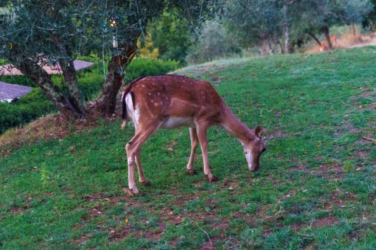 San Sano Celle Di Lecchi Nel Chiantiヴィラ エクステリア 写真